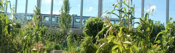 Des potagers urbains à Chavannes?